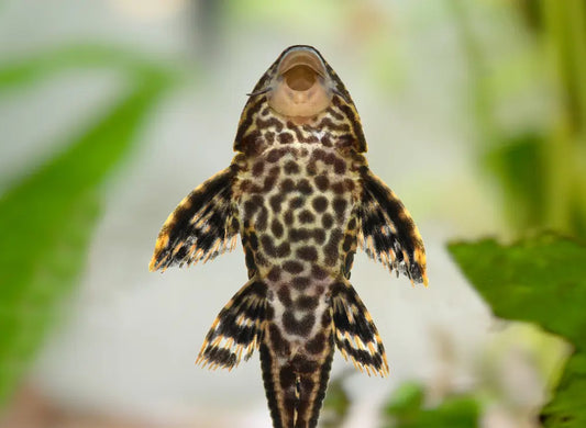 L001 Sailfin Pleco 皇冠琵琶