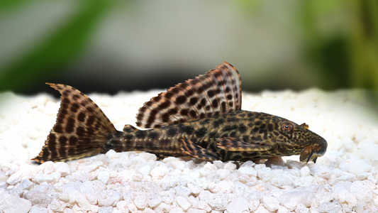 探索台灣異形魚魅力:興水族繁殖工作室的專業飼養指南