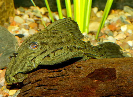 L191 Dull Eyed Royal Pleco 綠皮皇冠豹