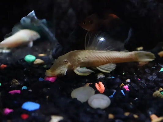 L144 Common Bristlenose Albino 紅眼鬍子