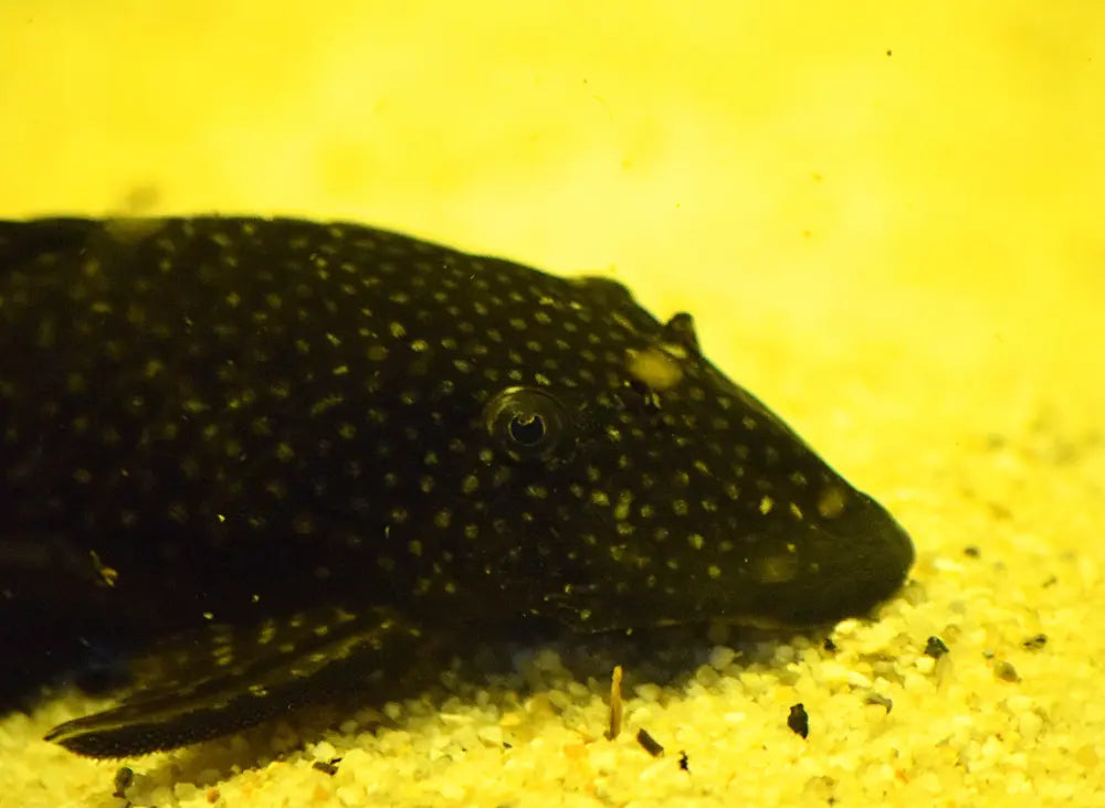 L144 Common Bristlenose 雪花鬍子