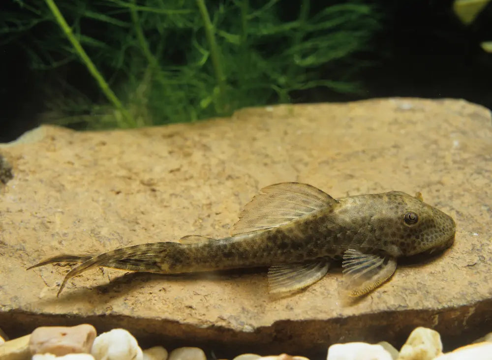 Hypostomus sp. 頑皮豹屬異型