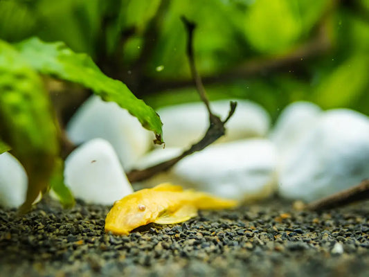 L144 Common Bristlenose Albino 紅眼鬍子