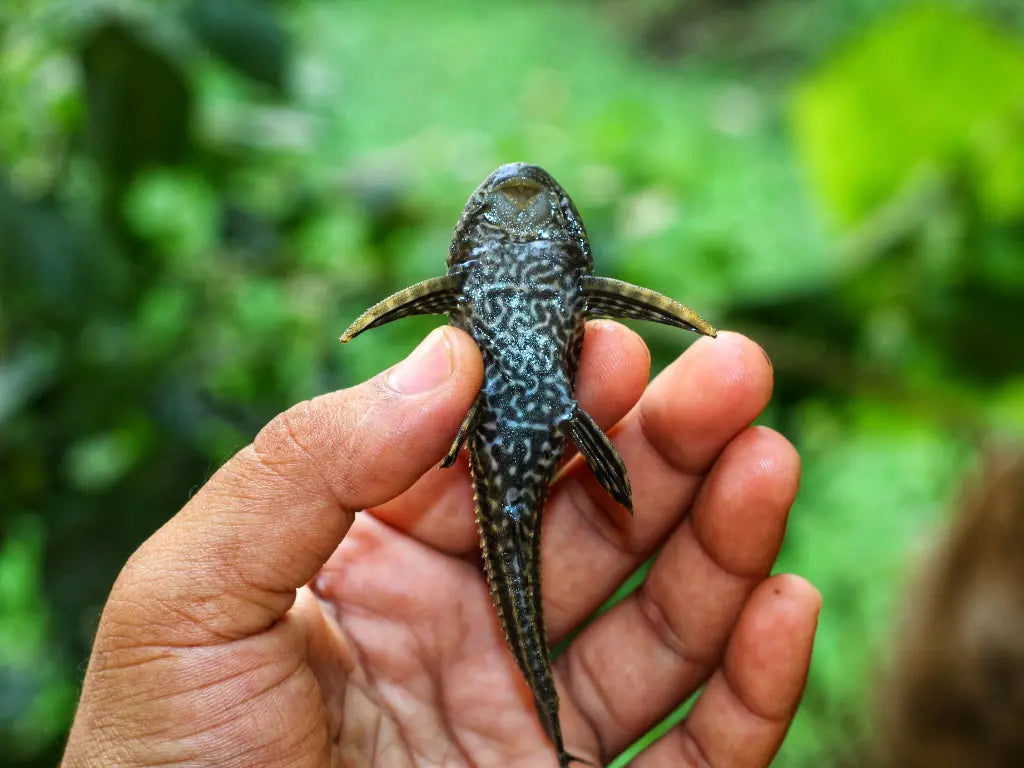 L001/002 Common Sailfin Pleco 皇冠琵琶