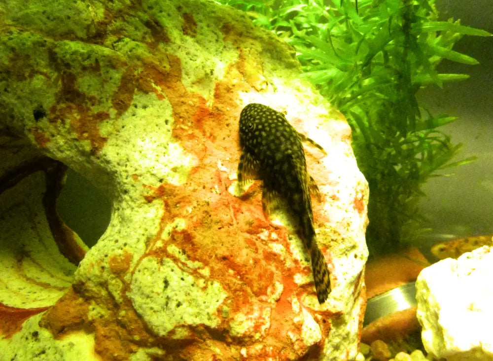 L144 Common Bristlenose 雪花鬍子