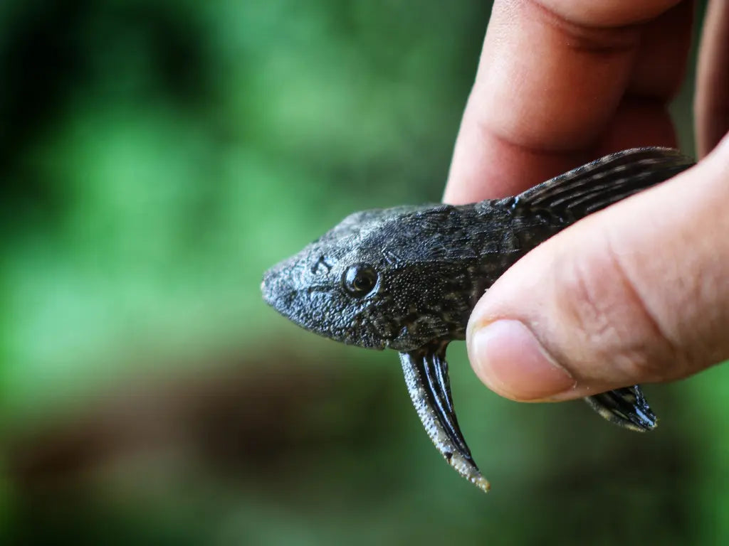 L001/002 Common Sailfin Pleco 皇冠琵琶