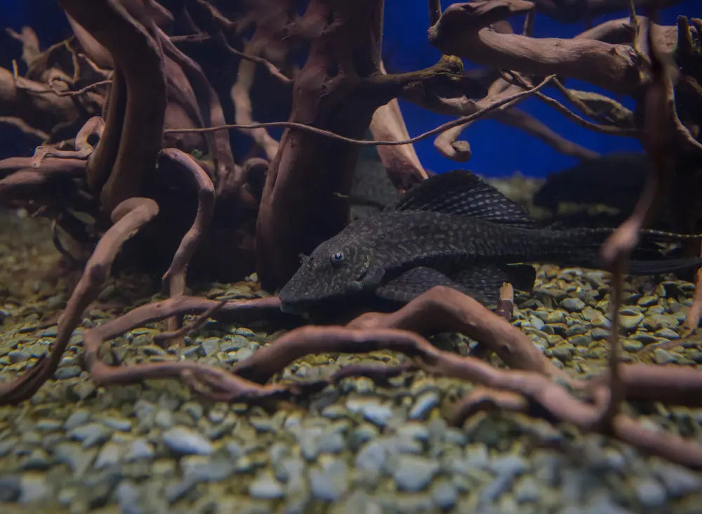 L001/002 Common Sailfin Pleco 皇冠琵琶