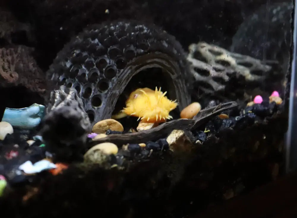 L144 Common Bristlenose 雪花鬍子