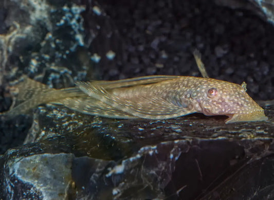 L144 Common Bristlenose Albino LongFin